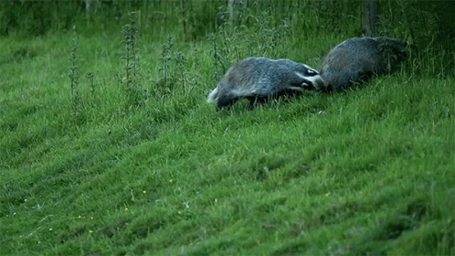 Two Badgers Playing in Grass One Laying Down