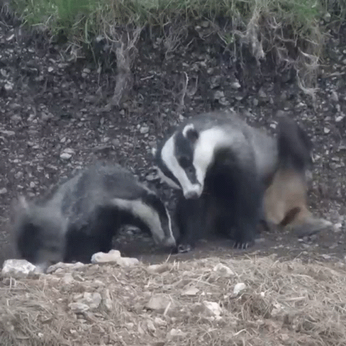 Two Badgers Standing Next to Each Other on Dirt