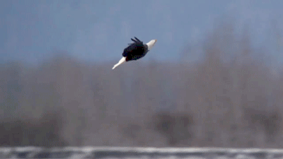 Two Bald Eagle Enjoys Flying GIF