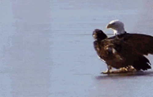 two bald eagles are standing on ice and one is walking