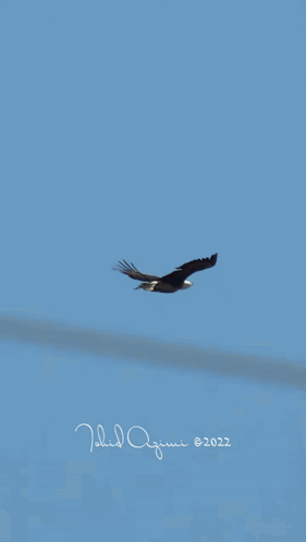 Two Bald Eagles Flying in Blue Sky