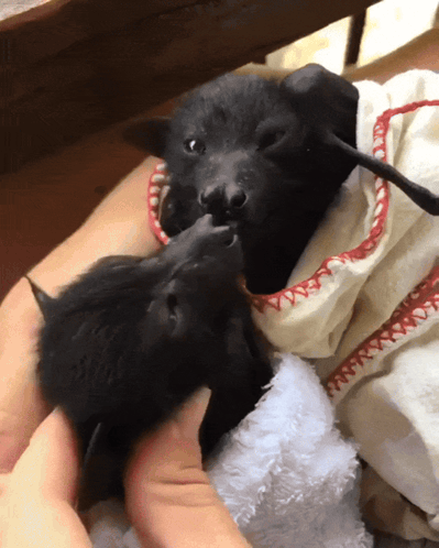 Two Bats Are Laying On A Person 'S Lap And One Of Them Is Wearing A White Towel With Red Stitching GIF