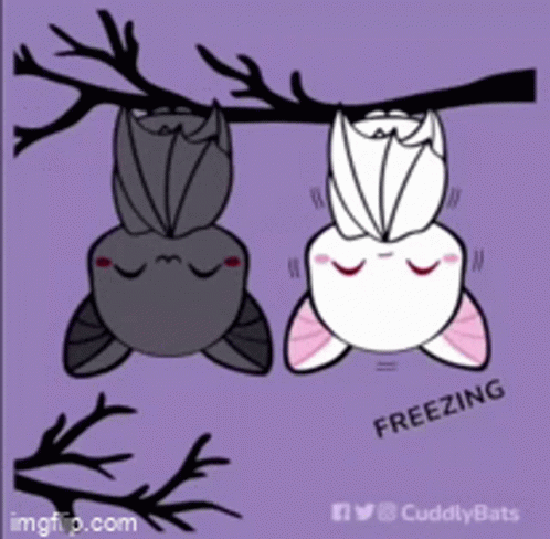 Two Bats Hanging Upside Down From A Tree Branch With The Words Freezing Written Below Them GIF