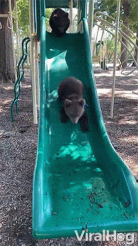 Two Bears Are Going Down A Slide At A Playground And The Slide Is Labeled Viralhog GIF