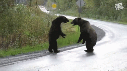Two Bears Beside Road With Jukin Vine Sign GIF
