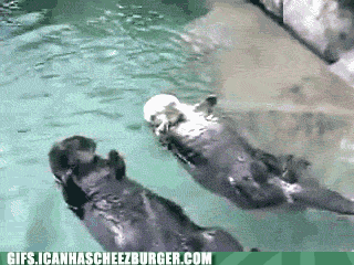Two Beaver Cute Romance GIF