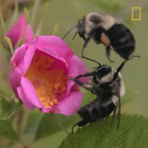 Two Bees Are Gathering Nectar From A Pink Flower With A National Geographic Logo In The Background GIF