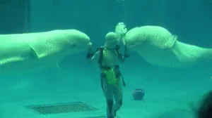 Two Beluga Whales Playing With The Diver GIF
