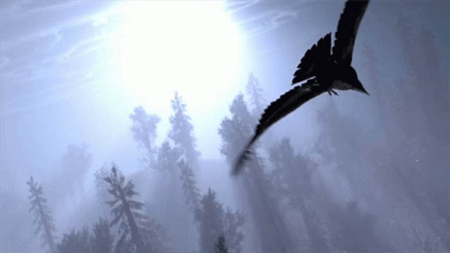 Two Bird Flying Over Forest GIF