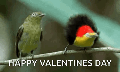 Two Birds Are Perched On A Branch With The Words `` Happy Valentines Day '' Written On The Bottom . GIF