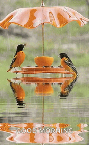 Two Birds Are Sitting On A Feeder Under An Umbrella In The Rain . GIF