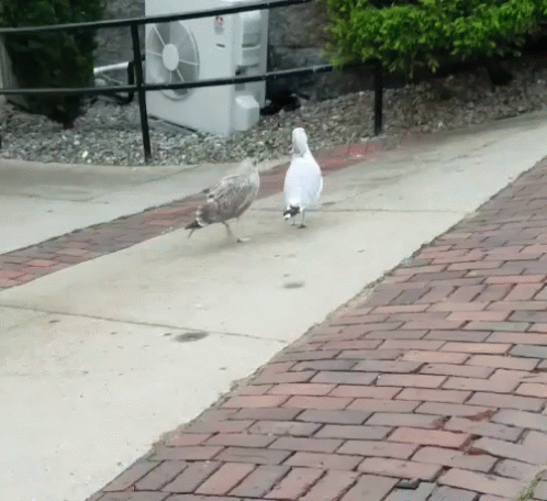 Two Birds Are Walking On A Sidewalk Next To A White Fan GIF