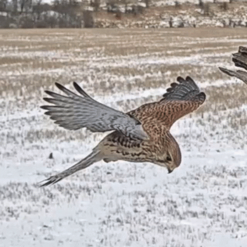 Two Birds Flying Over Snow Field GIF