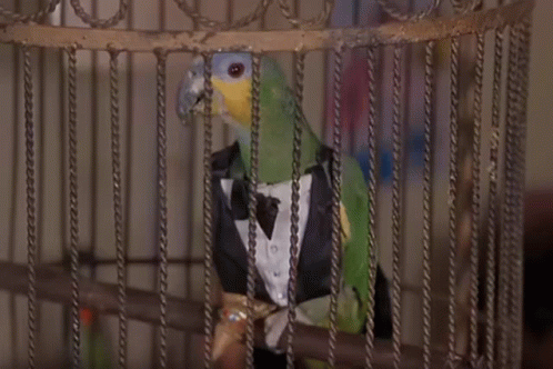 Two Birds In A Cage With The Word Do Not Enter On The Wall GIF