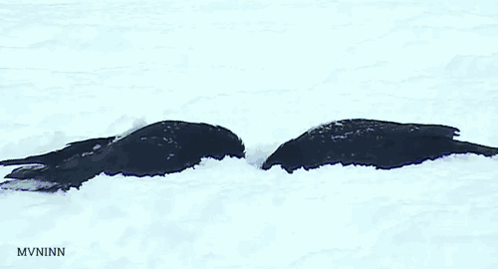 Two Birds in Snow MVNinn