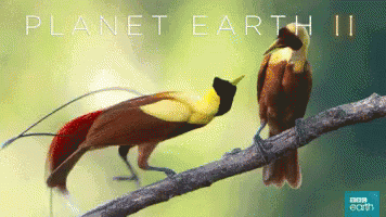 Two Birds On A Branch With Planet Earth Ii Written On The Bottom GIF