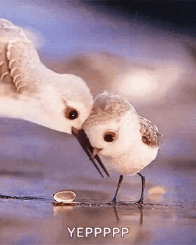 Two Birds One With Something in Beak