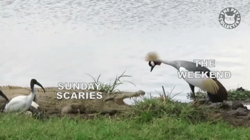 Two Birds Standing Next To A Crocodile With The Words Sunday Scaries And The Weekend Written On The Bottom GIF