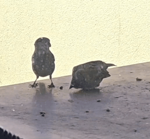 Two Birds Standing On Ledge GIF