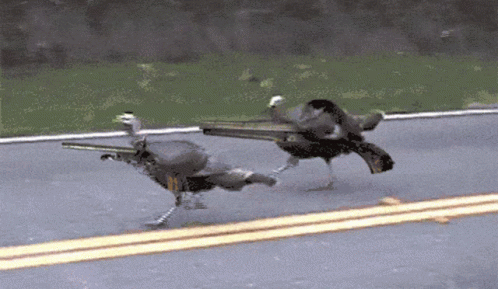 Two Birds Walking Down Road One Has Number 11