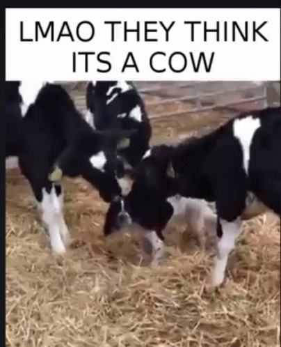 Two Black And White Cows Together GIF