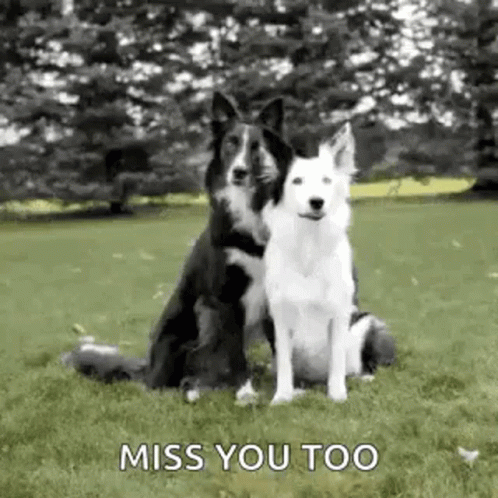 Two Black and White Dogs Sitting in Grass