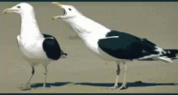 Two Black And White Seagulls Are Standing On A Sandy Beach GIF