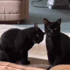 Two Black Cats Are Looking At Each Other In A Living Room GIF