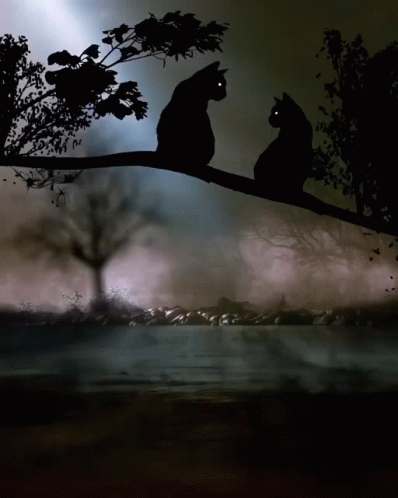 Two Black Cats Are Sitting On A Tree Branch GIF