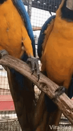 Two Blue And Yellow Parrots Are Perched On A Branch . GIF
