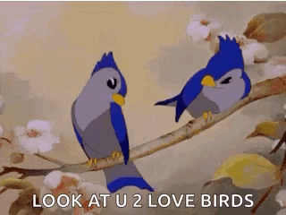 Two Blue Birds Are Perched On A Tree Branch And Looking At Each Other . GIF