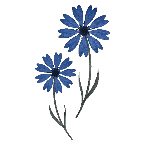 two blue flowers on a white background with a green stem