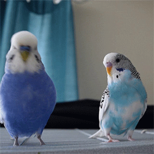 Two Blue Parakeets Are Standing Next To Each Other GIF