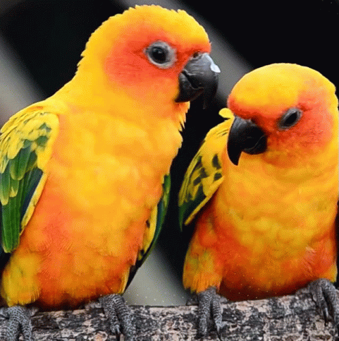 Two Brightly Colored Birds Are Sitting Next To Each Other GIF