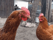 Two Brown Chickens Next to Each Other
