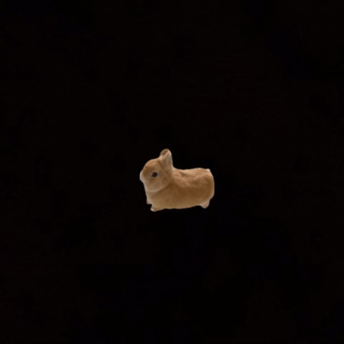 Two Brown Rabbits Standing Together GIF