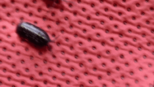 Two Bugs Are Crawling On A Red Surface With Dots GIF