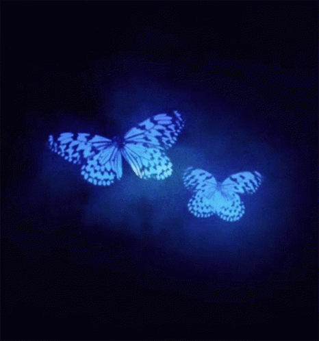 Two Butterflies Are Flying In The Dark And One Is Blue GIF