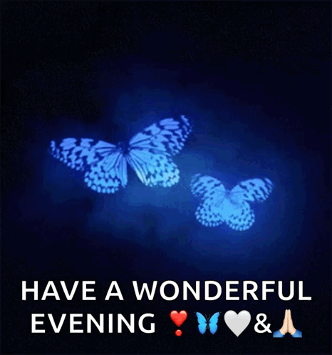 Two Butterflies Have a Wonderful Evening
