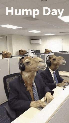 Two Camels in Suits and Headphones