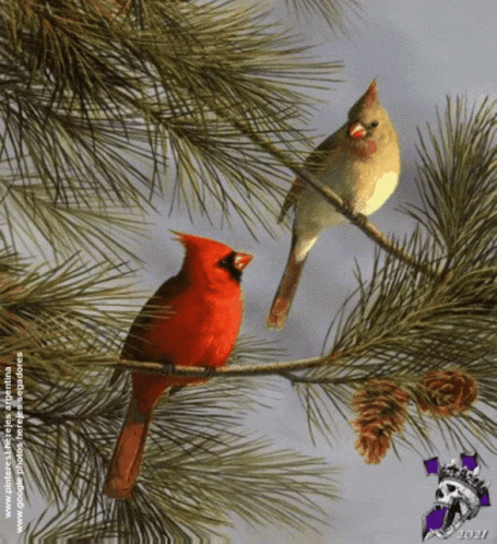 Two Cardinals on Pine Branch 2007