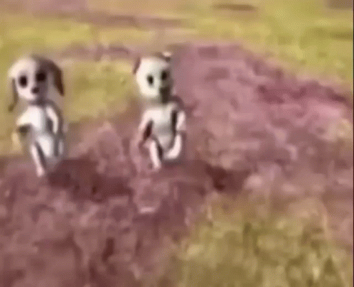 Two Cartoon Dogs Are Walking In A Field . GIF