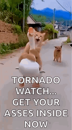 Two Cats And A Dog Are Riding A Scooter Down A Street With The Caption Tornado Watch Get Your Asses Inside Now . GIF