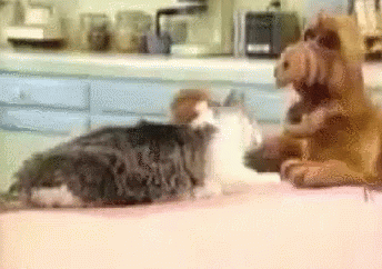Two Cats And A Stuffed Animal Are Sitting On A Counter . GIF