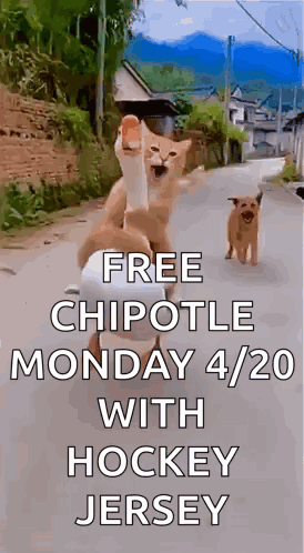 Two Cats and Dog Walking With Free Chipotle