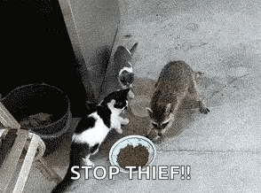 Two Cats and Raccoon Eating From Bowl Stop Thief