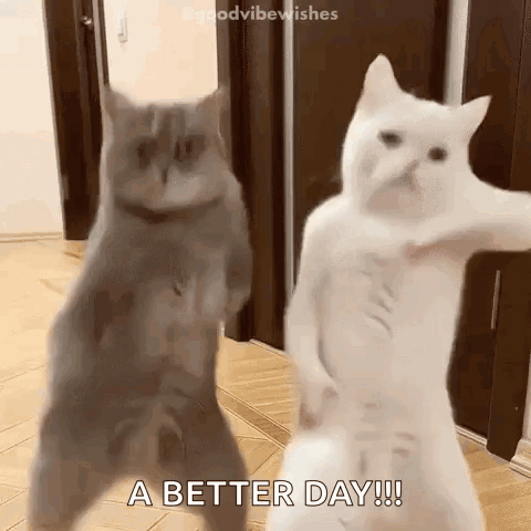 Two Cats Are Dancing Together In A Hallway . GIF