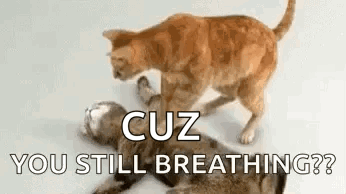 Two Cats Are Fighting Each Other And One Of Them Is Laying On The Ground . GIF