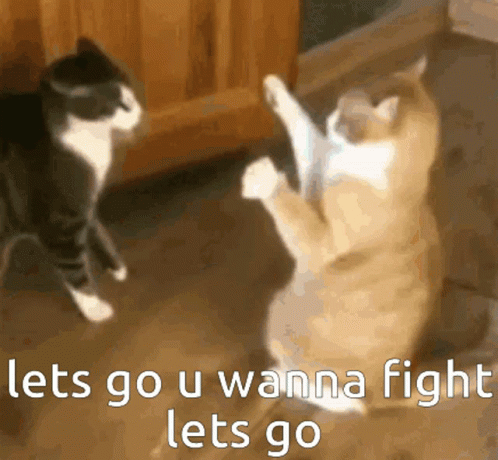 Two Cats Are Fighting With The Words Lets Go U Wanna Fight Let 'S Go Below Them GIF