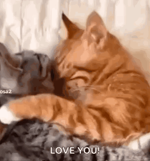 Two Cats Are Hugging Each Other On A Bed . GIF